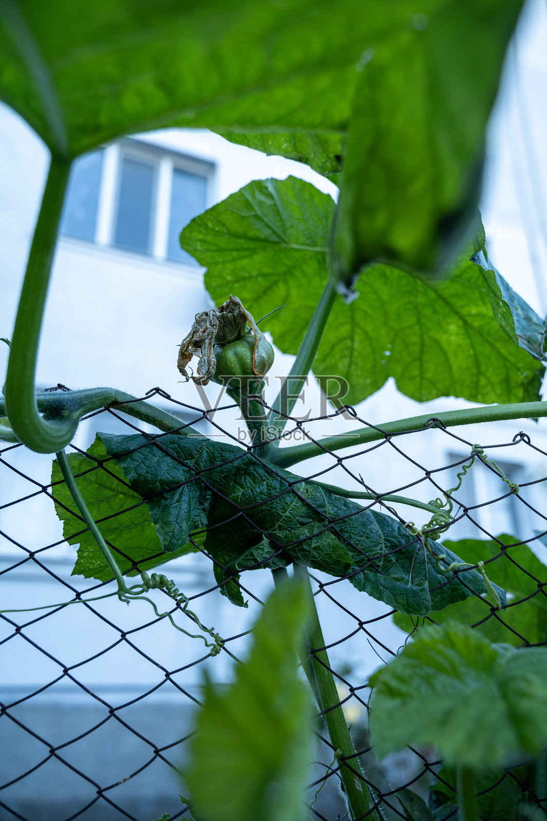 绿色番茄在花园中生长照片摄影图片