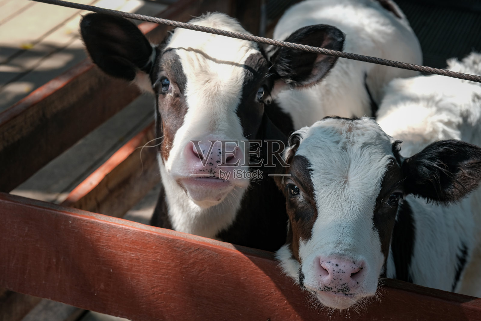 年轻好奇的小牛在绿色草地上， 可爱的小牛在观察物体，一头母牛站在牧场里，旁边有干草和其他小牛，农场上的小牛。照片摄影图片