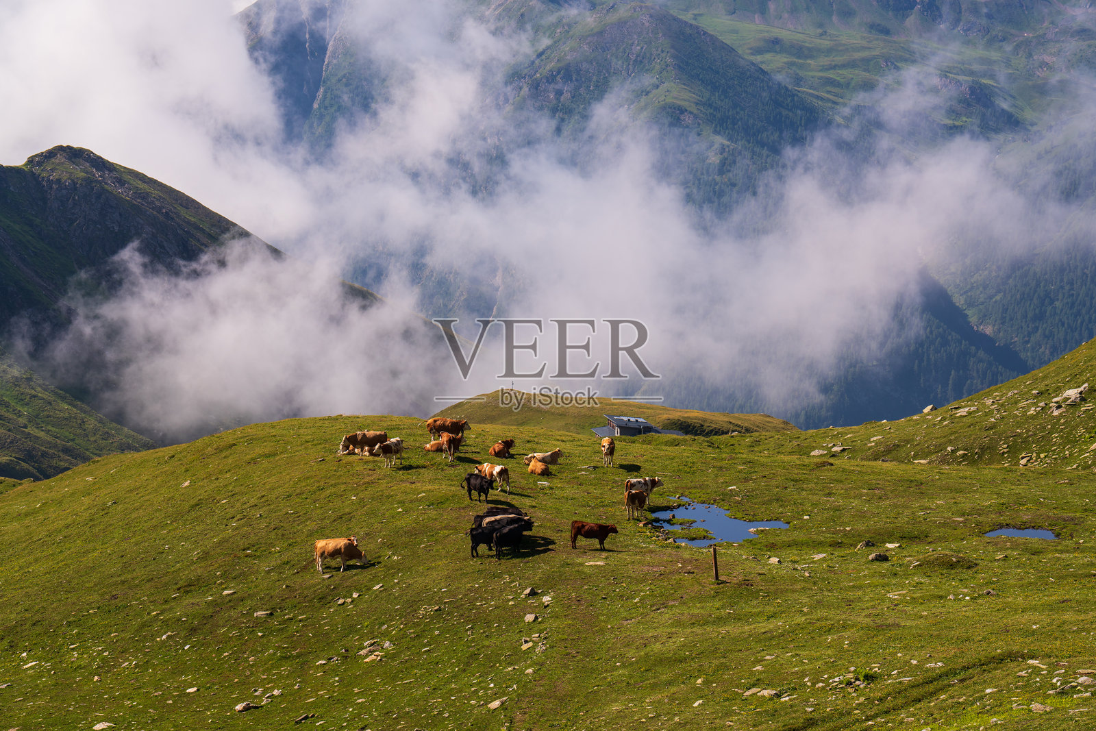 阿尔卑斯山的田园风光，牛群在小湖附近的鲜绿草地上吃草。背景中可以看到雄伟的山脉和如画的风景。格罗斯格洛克纳，奥地利。照片摄影图片