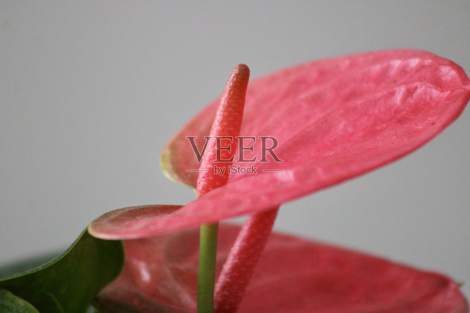 画家调色板室内植物照片摄影图片