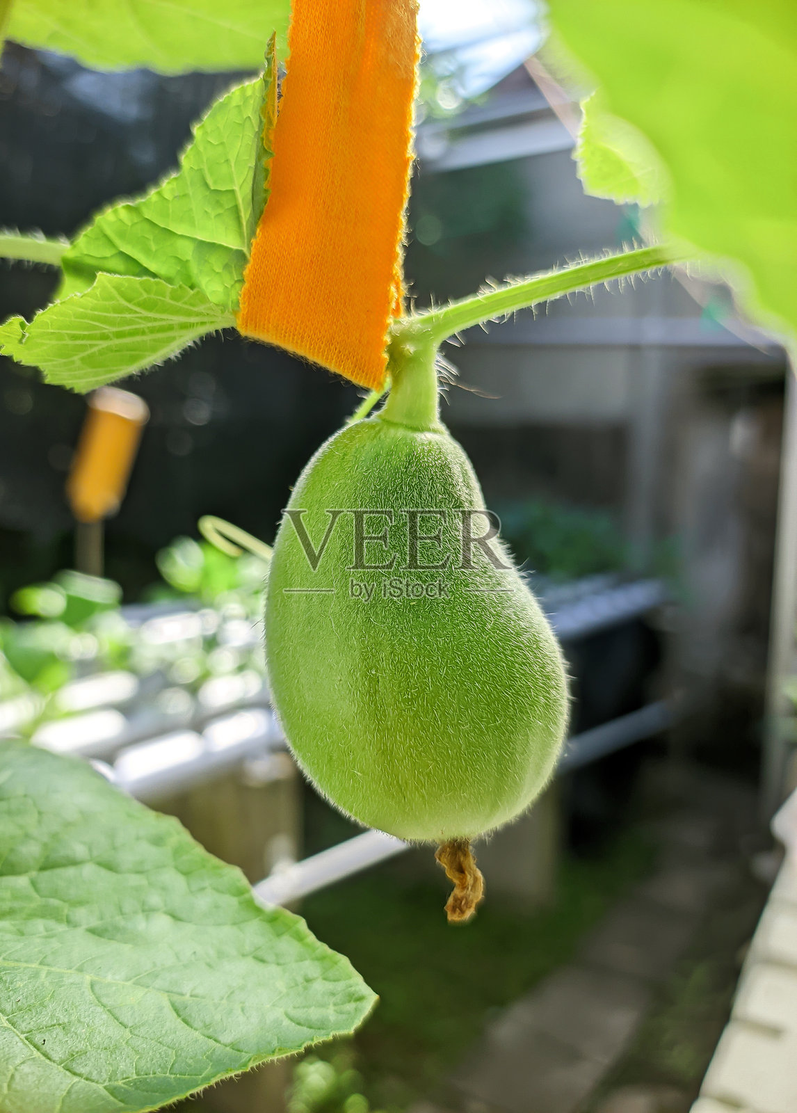 特写，小瓜挂在绳子上照片摄影图片