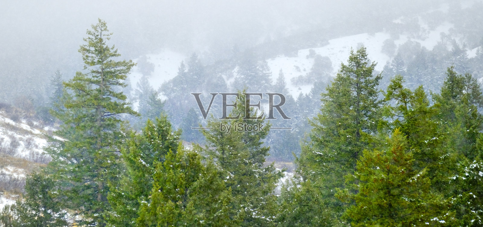 冬季天气下，山坡上松树森林中的雪暴与雪花照片摄影图片