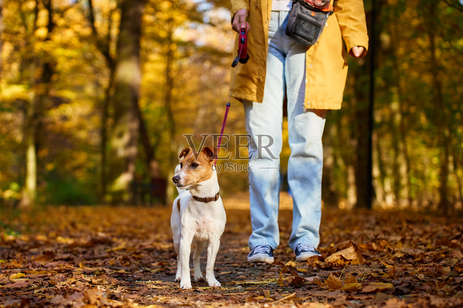 秋天散步时牵着的杰克拉塞尔梗照片摄影图片