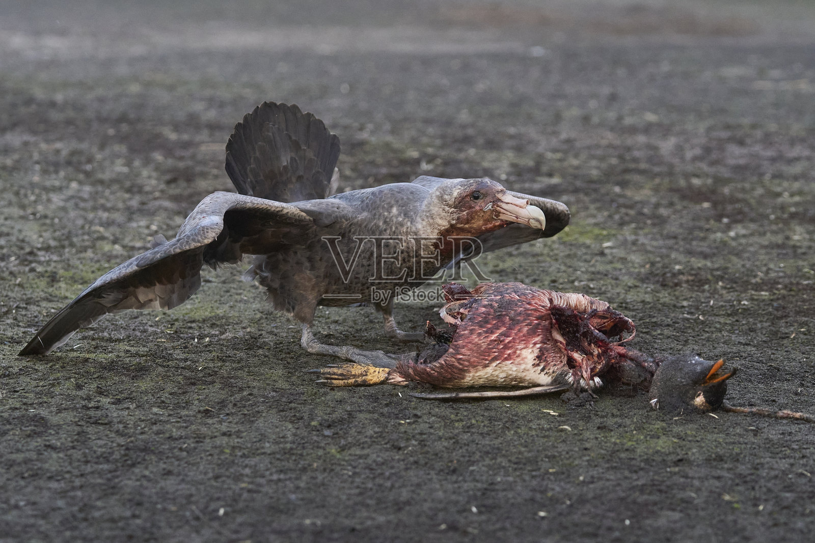 南方巨宠鸟在进食照片摄影图片