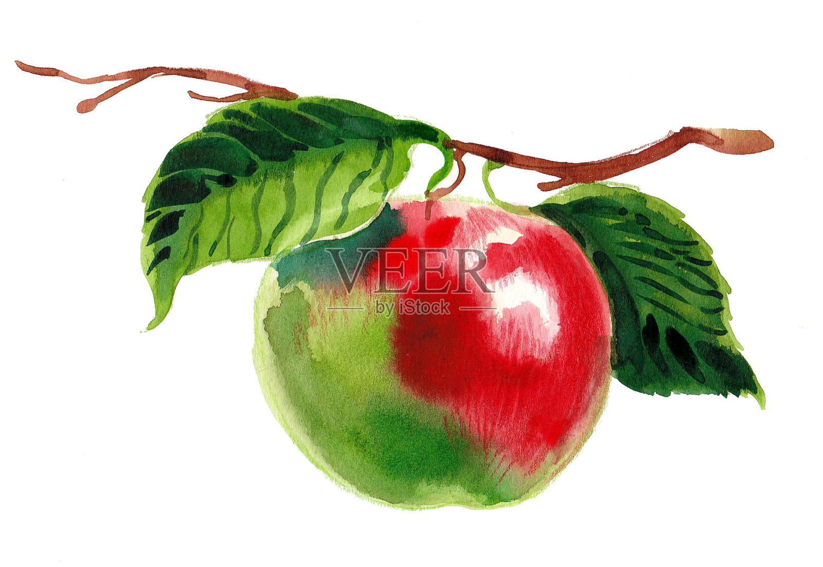 红苹果水果插画图片素材