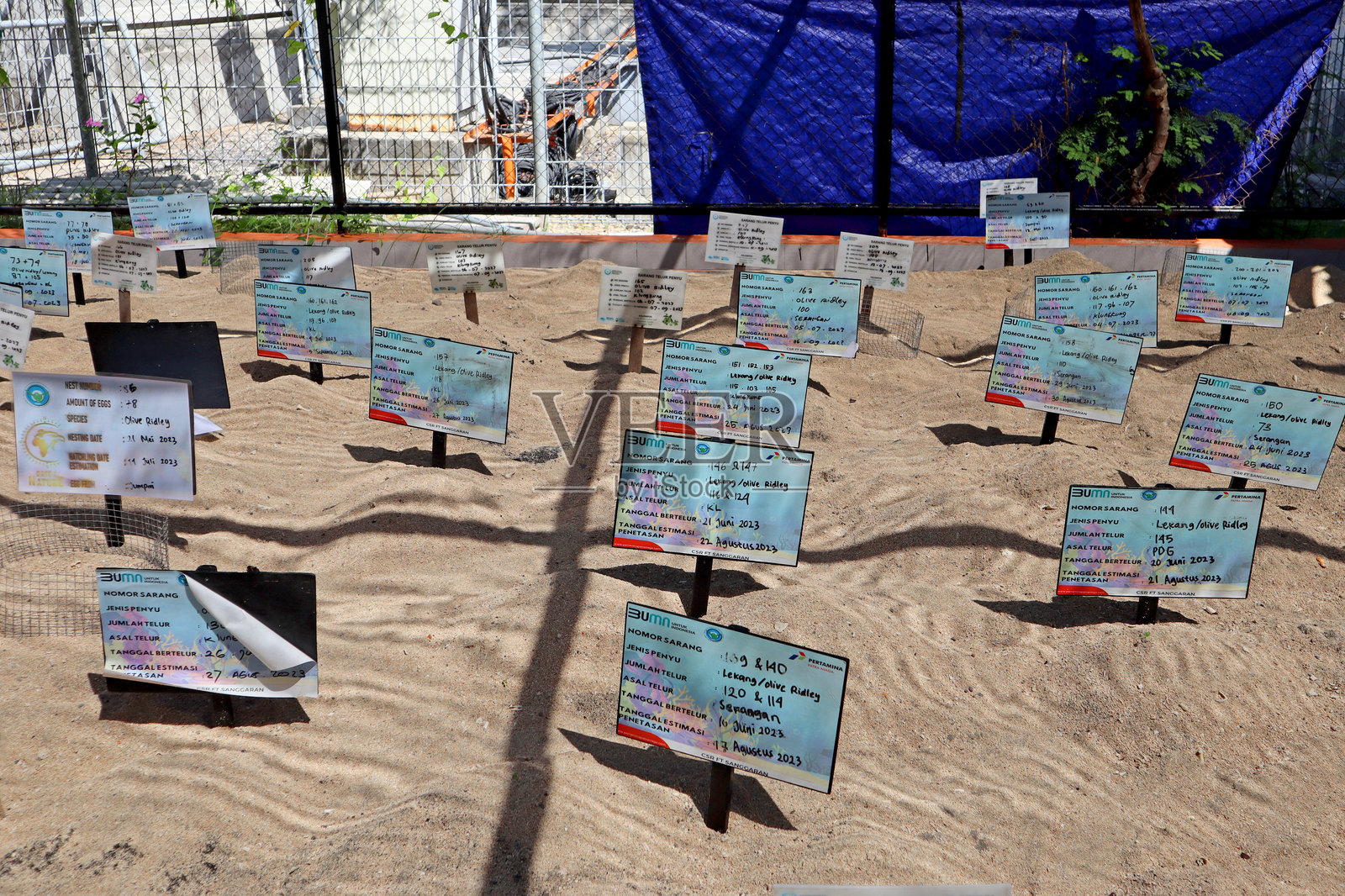 巴厘岛塞兰干村的海龟保护区标识牌,标题,动物信息照片摄影图片