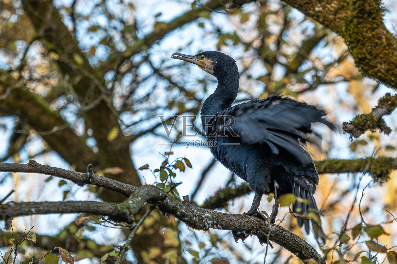大鸬鹚，学名为Phalacrocorax carbo，栖息在树枝上照片摄影图片