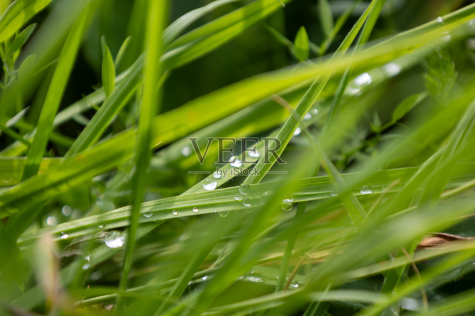 露珠特写：自然的细腻之美照片摄影图片