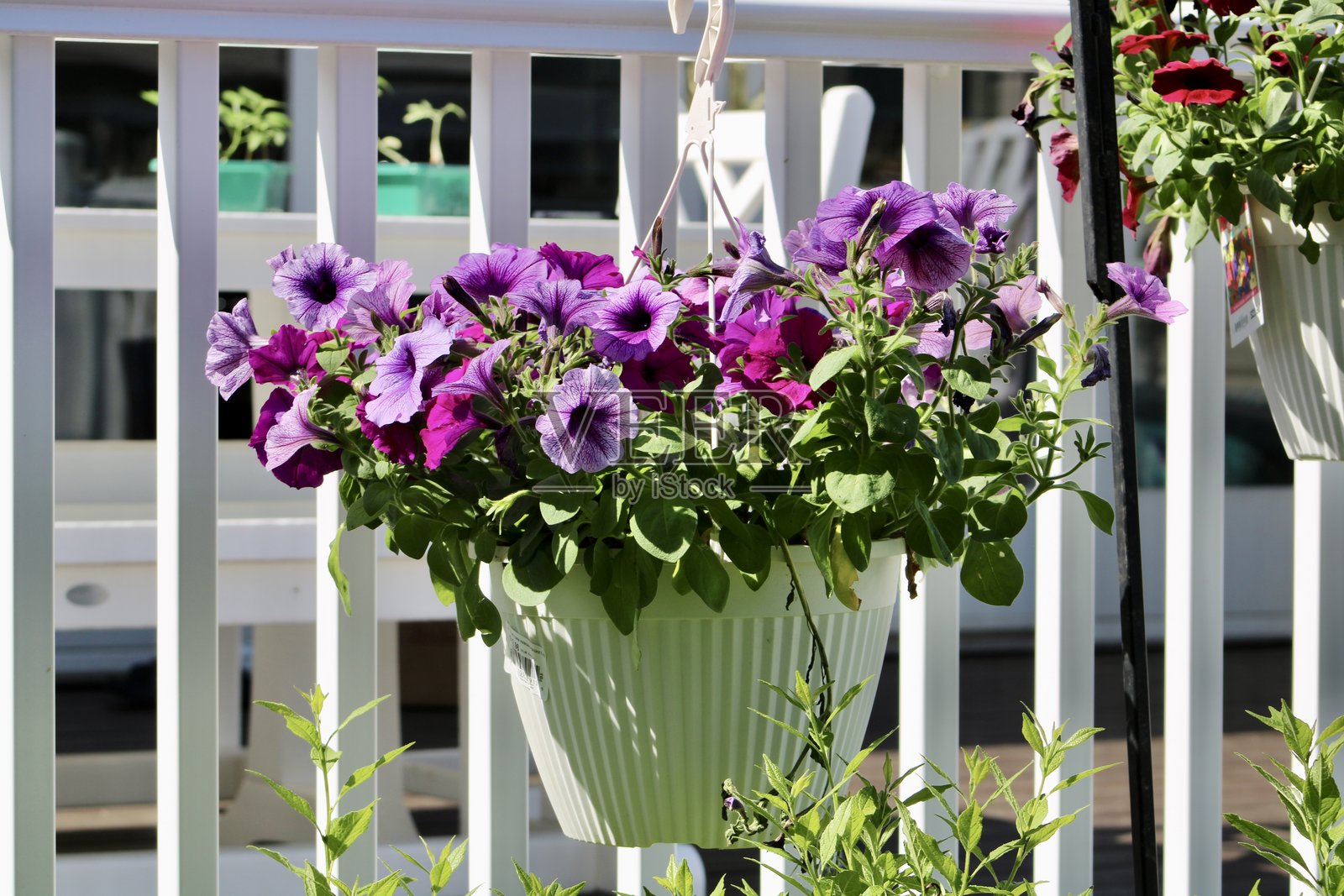 矮牵牛照片摄影图片