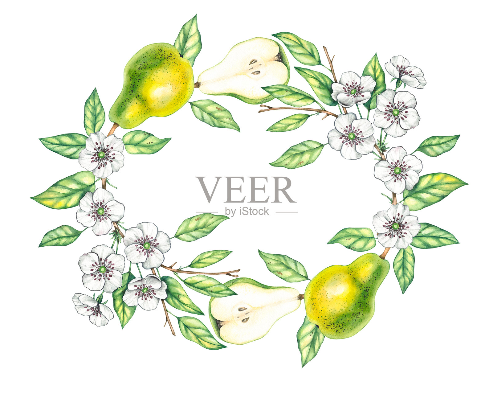 水彩梨子孤立花环植物学插画图片素材
