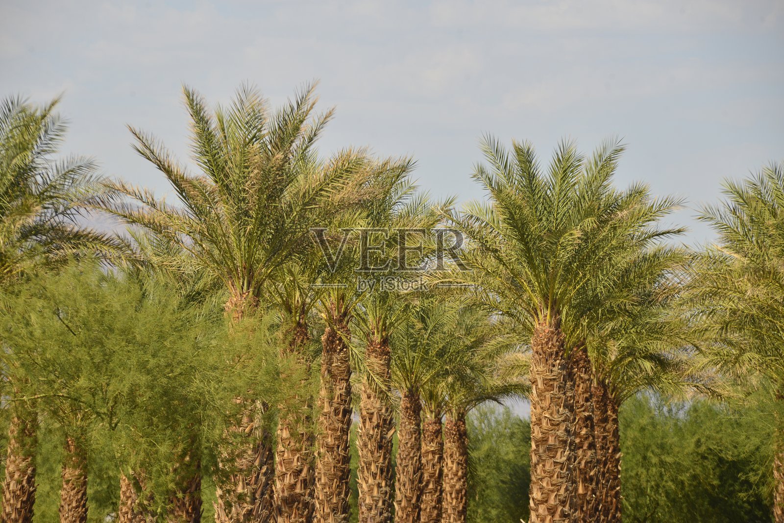 成排种植的大型棕榈树照片摄影图片
