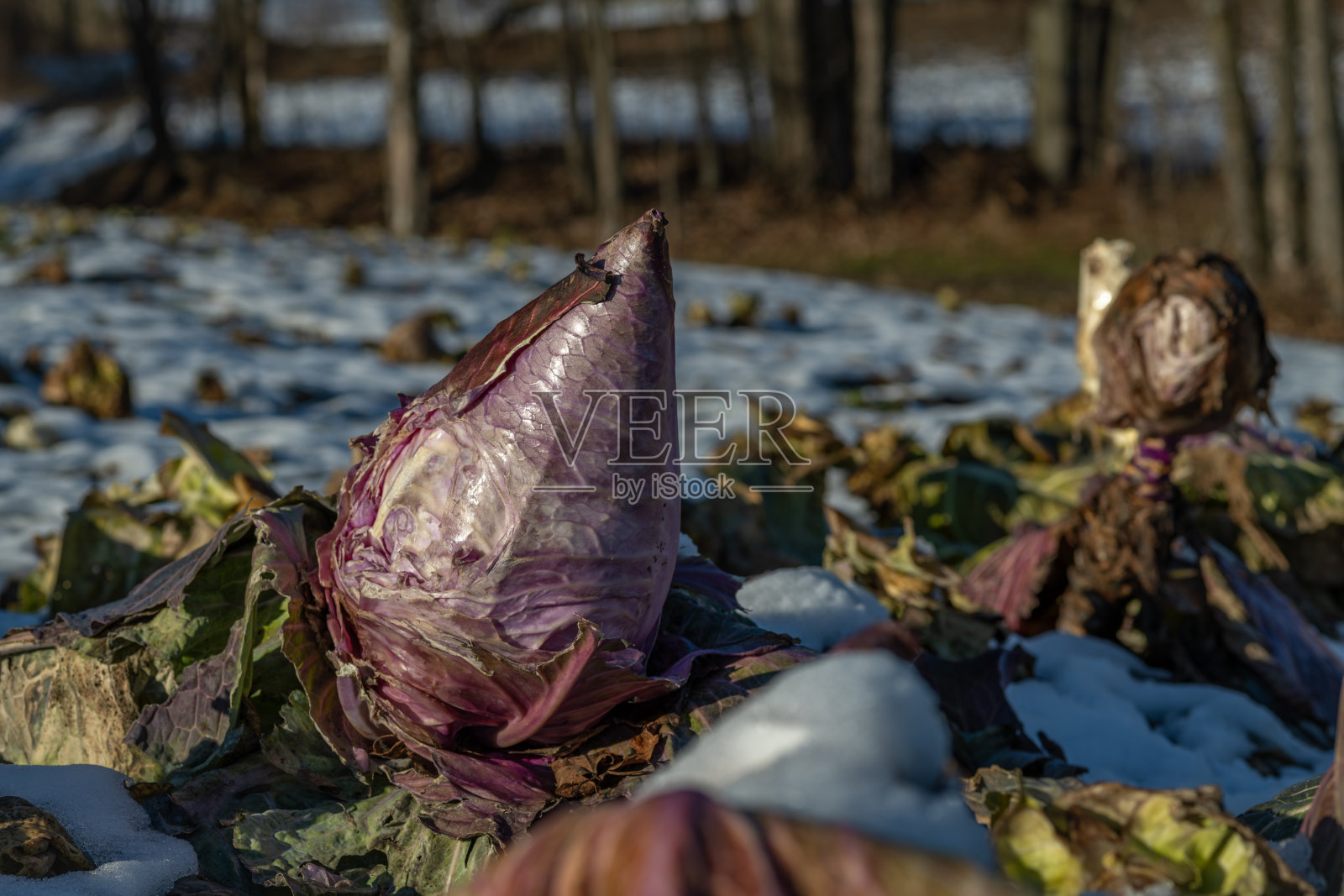 克尔科诺谢山脉收获后的典型白菜在寒冷的阳光明媚的日子里照片摄影图片
