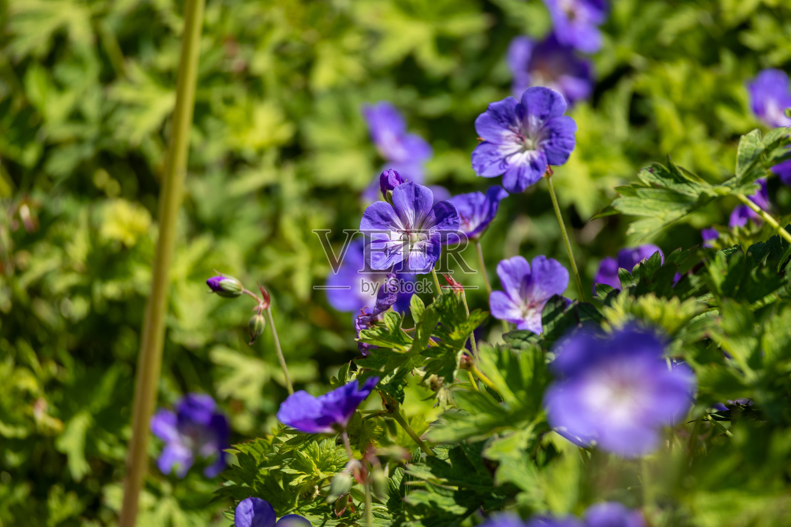蓝色/紫色野生天竺葵（Geranium pratense）特写，背景为模糊的绿色。选择性对焦。照片摄影图片