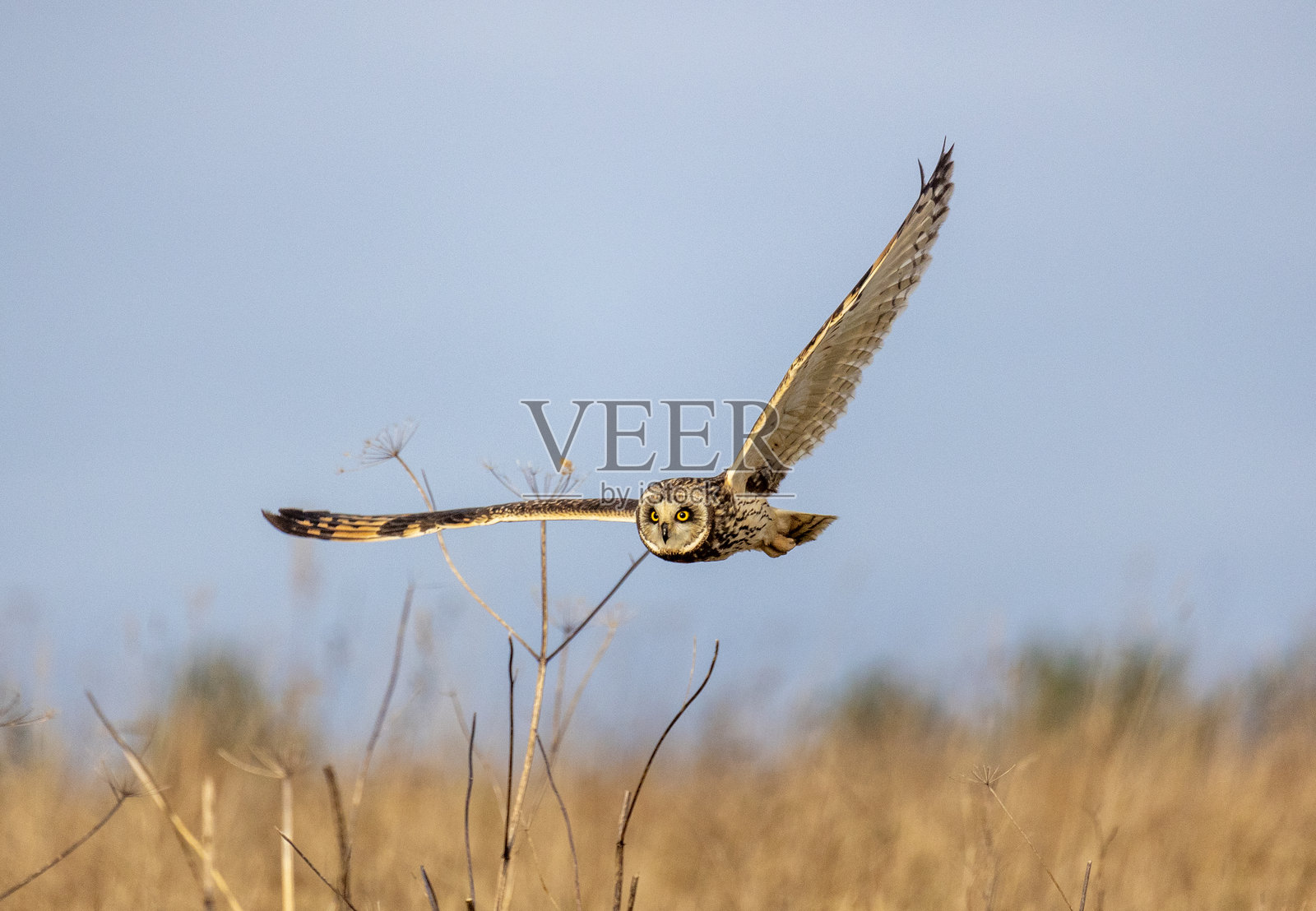 短耳鸮照片摄影图片