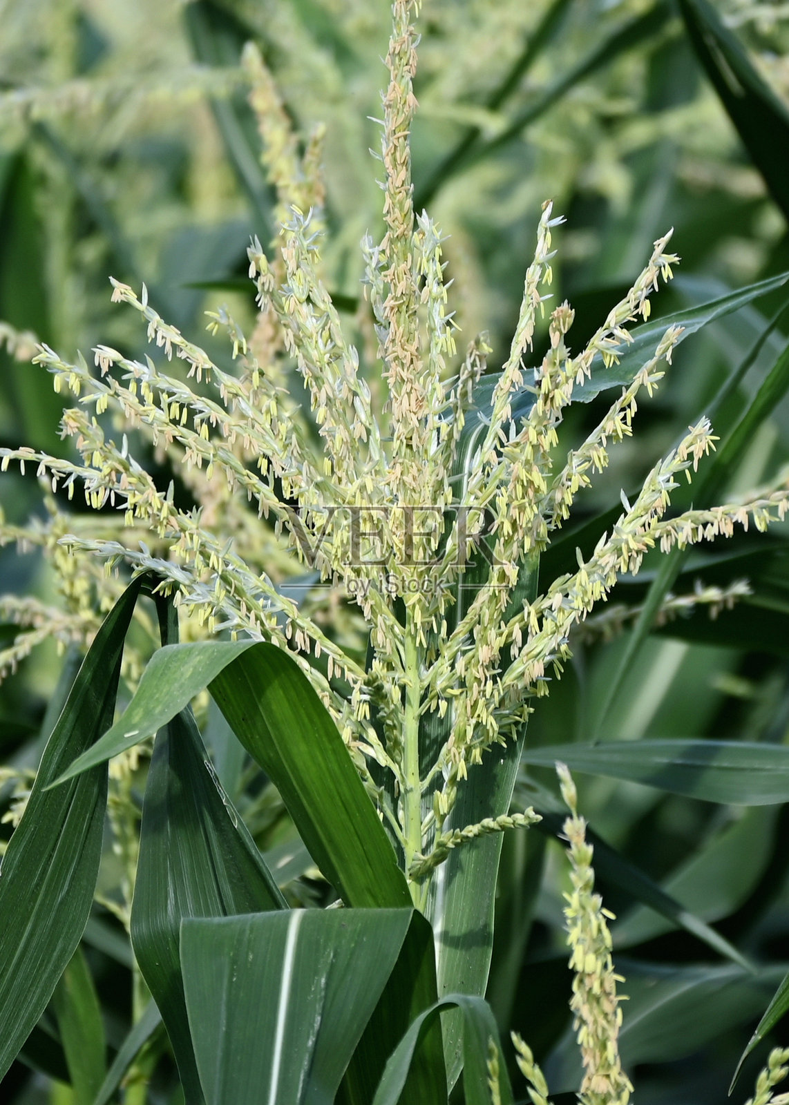 玉米穗的特写照片摄影图片