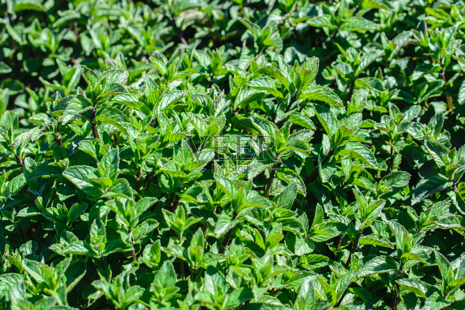 薄荷叶纹理特写，绿色薄荷叶的图案。清新的有机背景。照片摄影图片