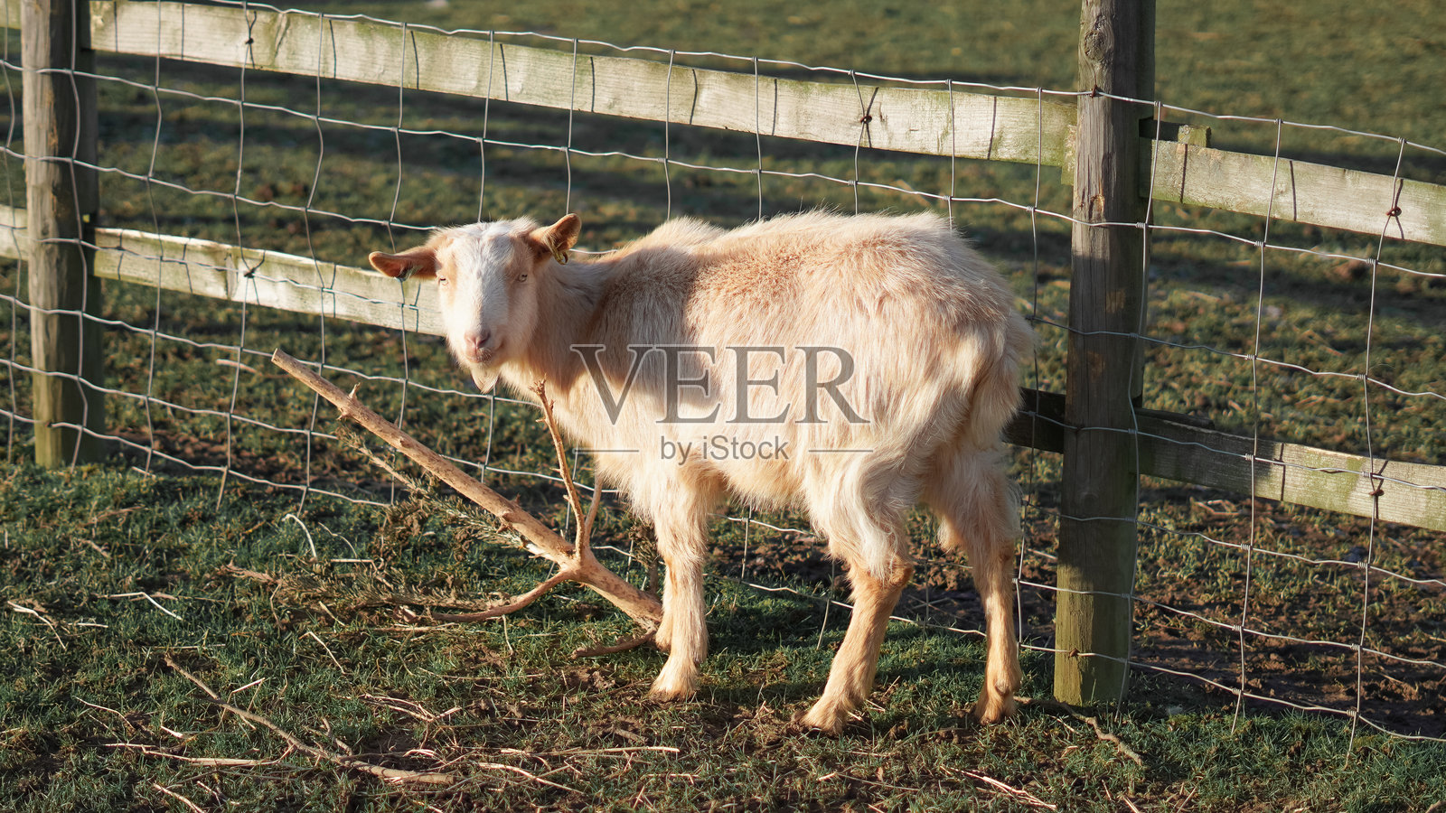 乡村田园风光，山羊在生机勃勃的田野中自由觅食照片摄影图片