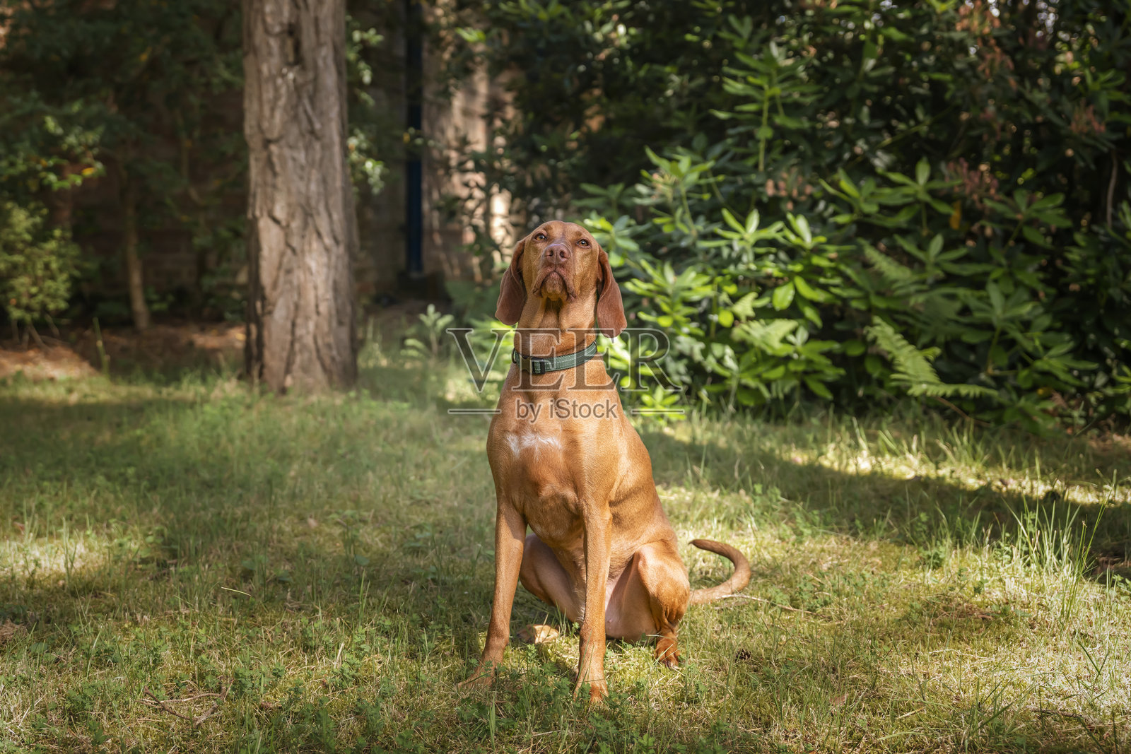在阿斯科特的巴特斯蒂普森林中的斯普里兹拉维兹拉犬照片摄影图片