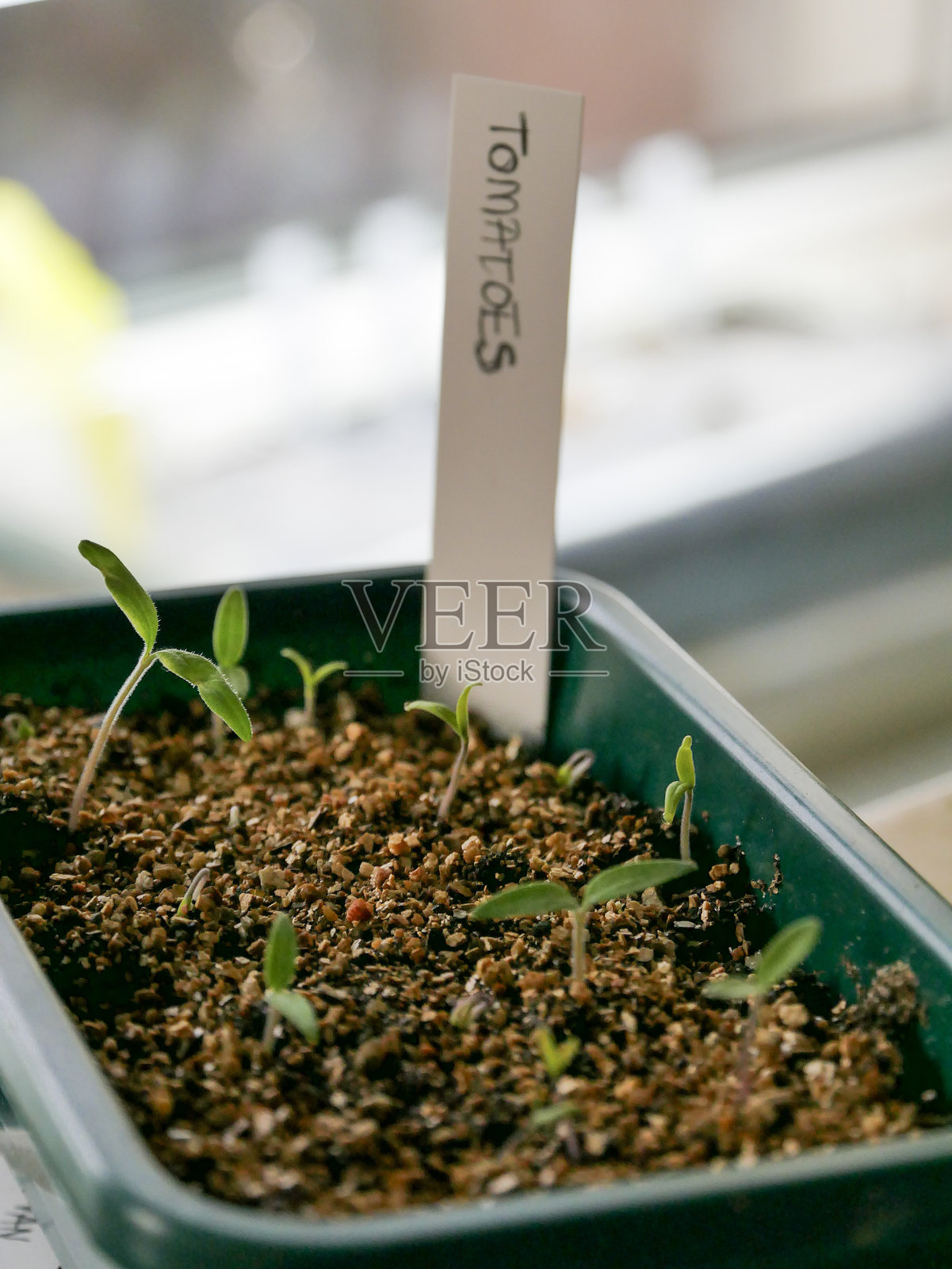 番茄幼苗照片摄影图片