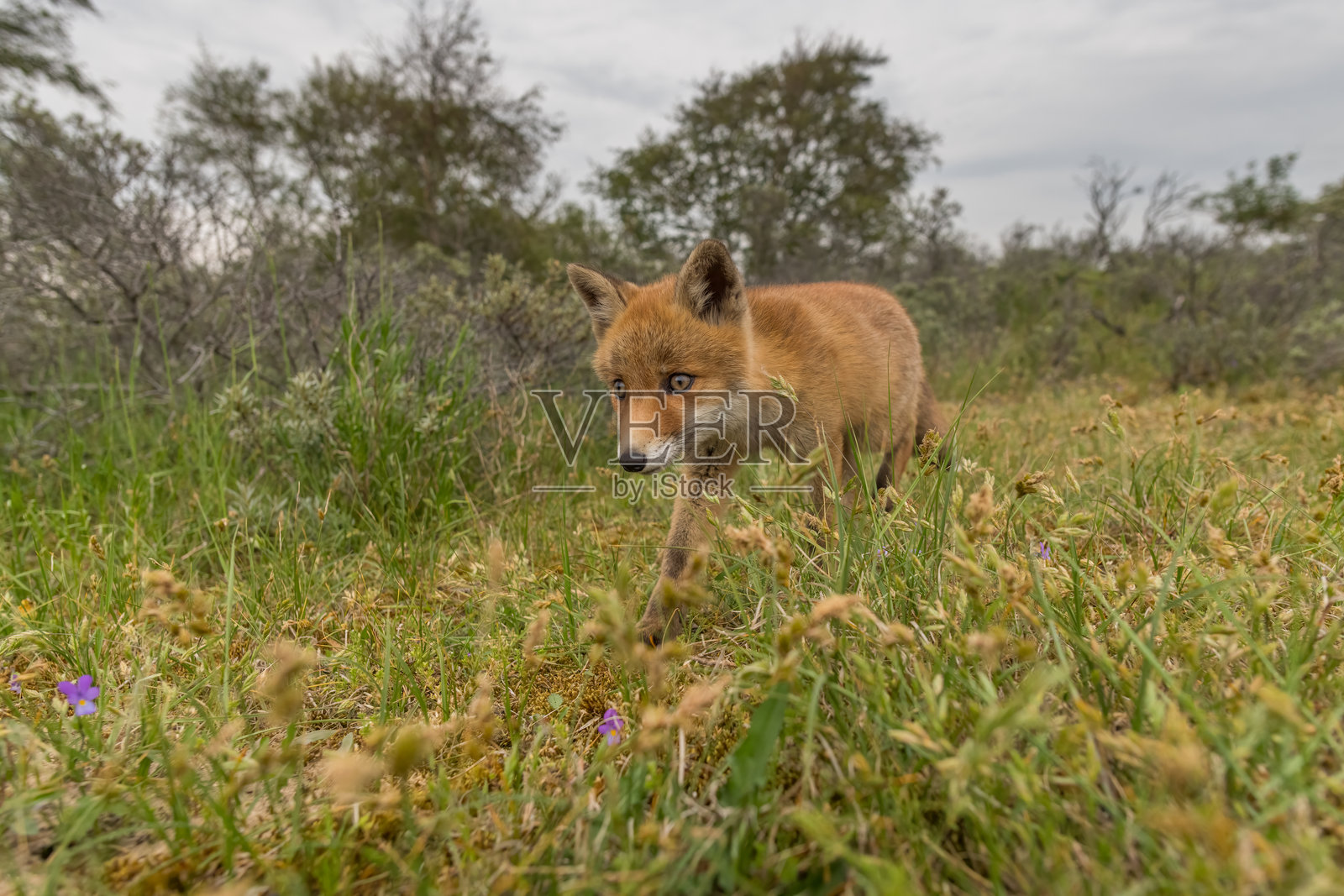 一只放松的年轻红狐。站在沙丘上，拍摄于荷兰的自然栖息地。照片摄影图片