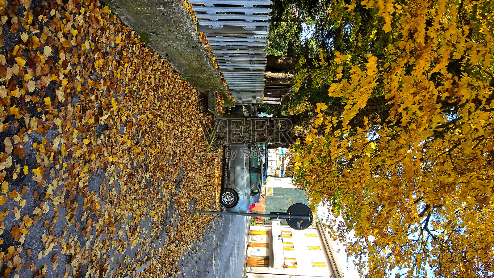 人行道旁的金属栏杆旁的秋天树木，满地黄叶照片摄影图片