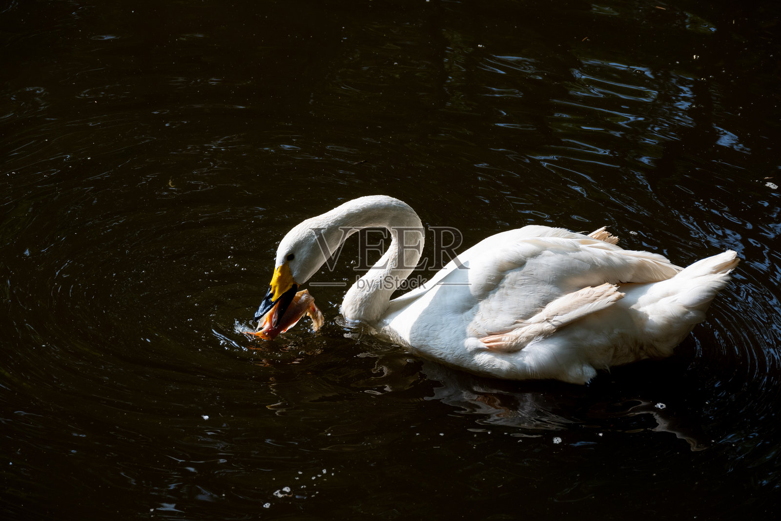 鹅在捕食金鱼照片摄影图片