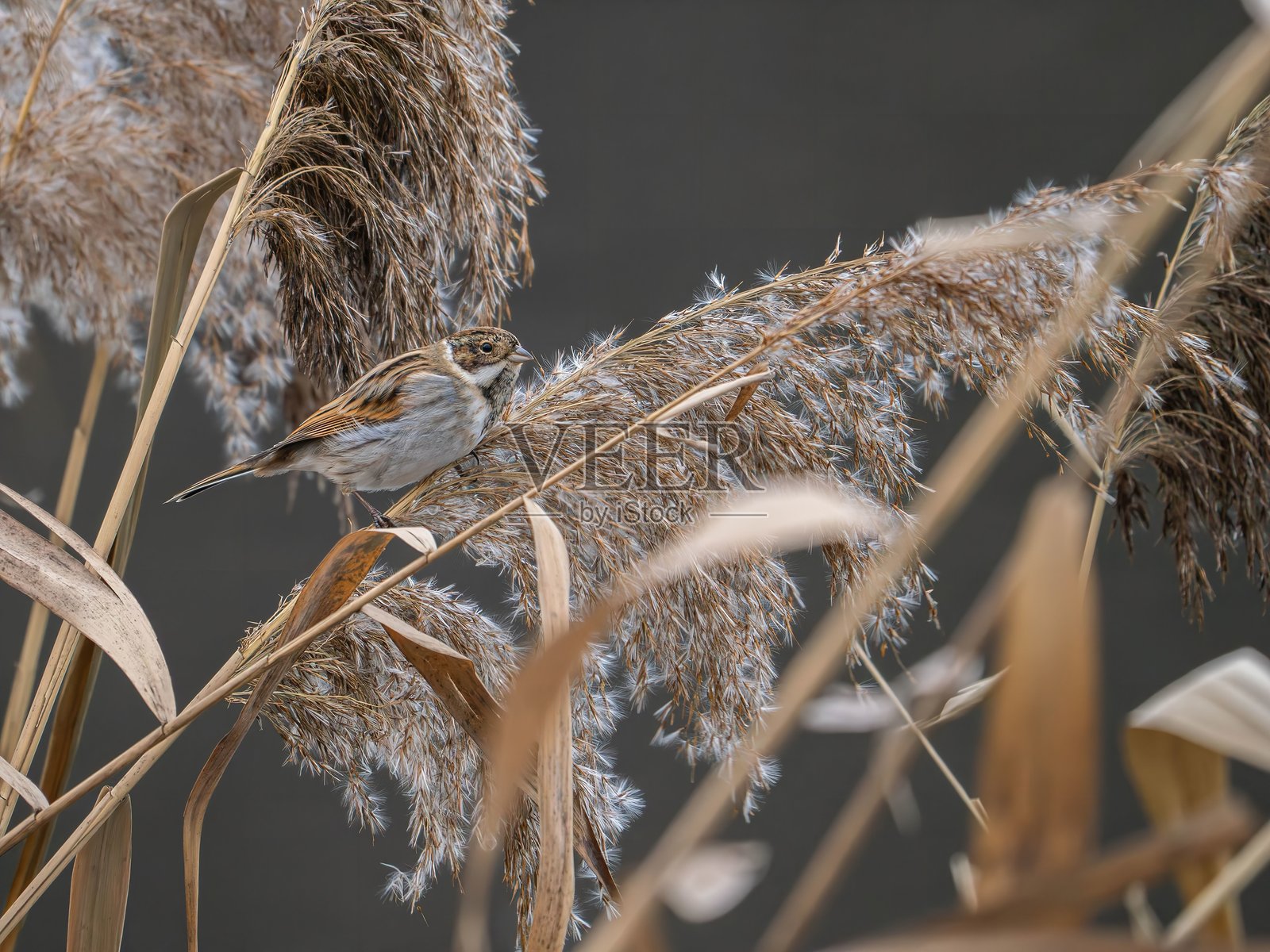芦苇雀栖息在秋季湿地的干枯芦苇上照片摄影图片
