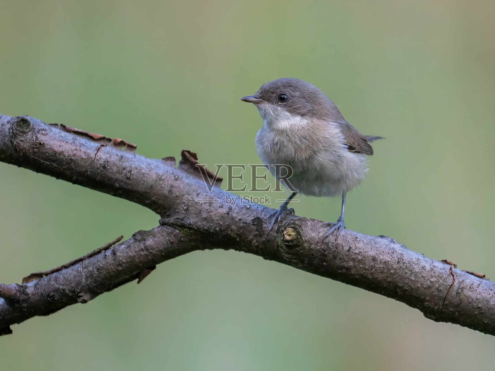 一只迷人的小鸟栖息在树枝上照片摄影图片