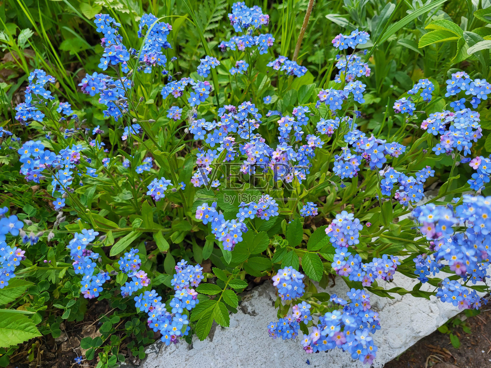 阳光明媚的日子里，草坪上开满了春天的蓝色勿忘我花。照片摄影图片