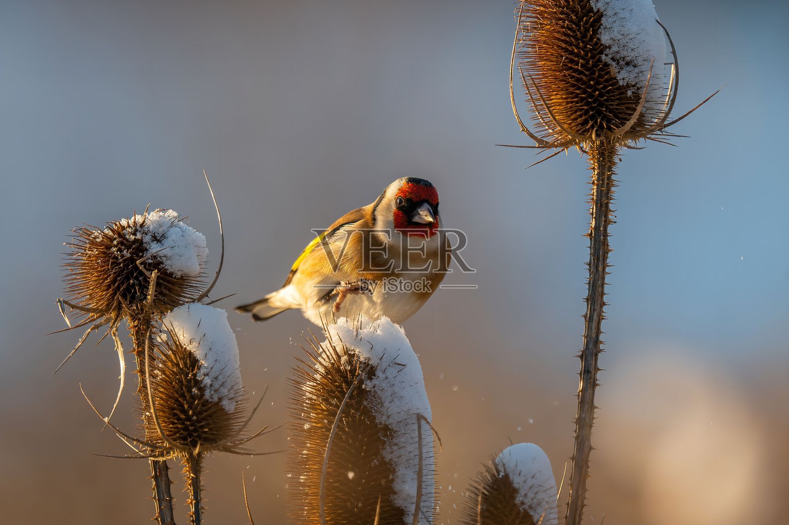 冬季雪覆盖的蓟上的金翅雀照片摄影图片