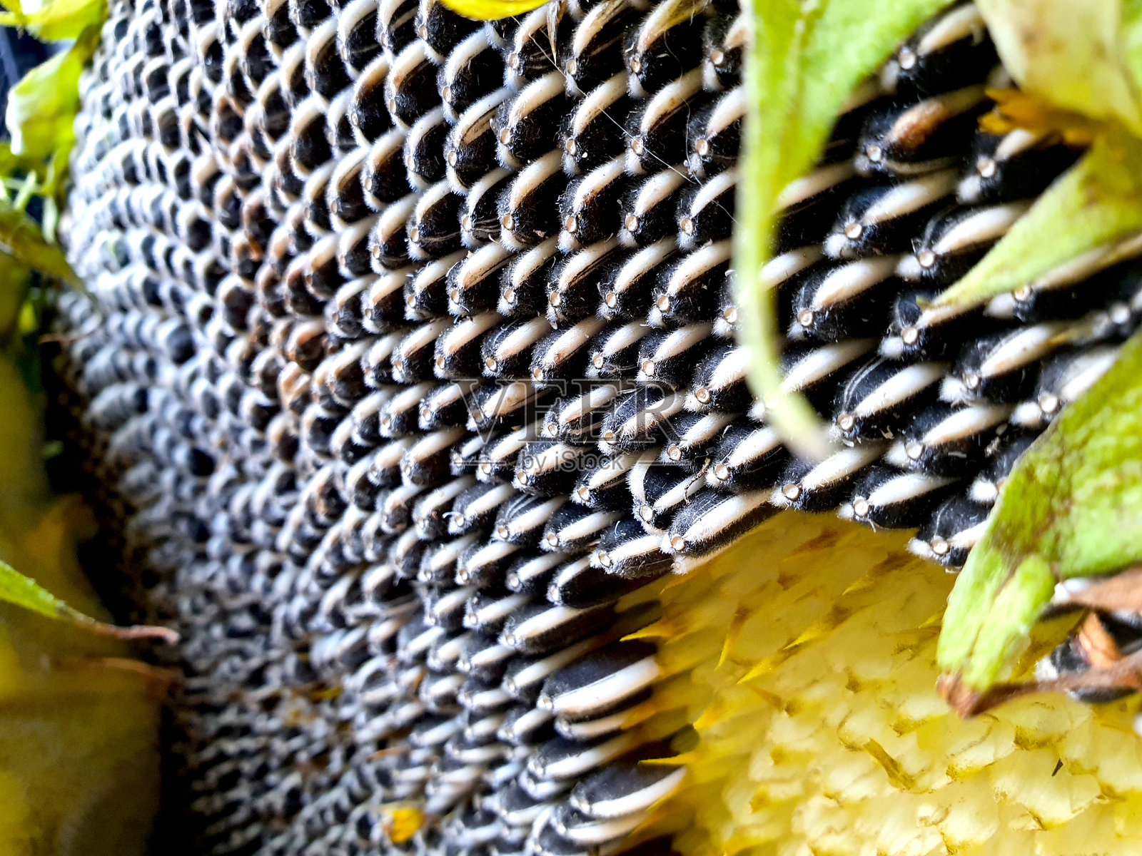 可食用的向日葵照片摄影图片