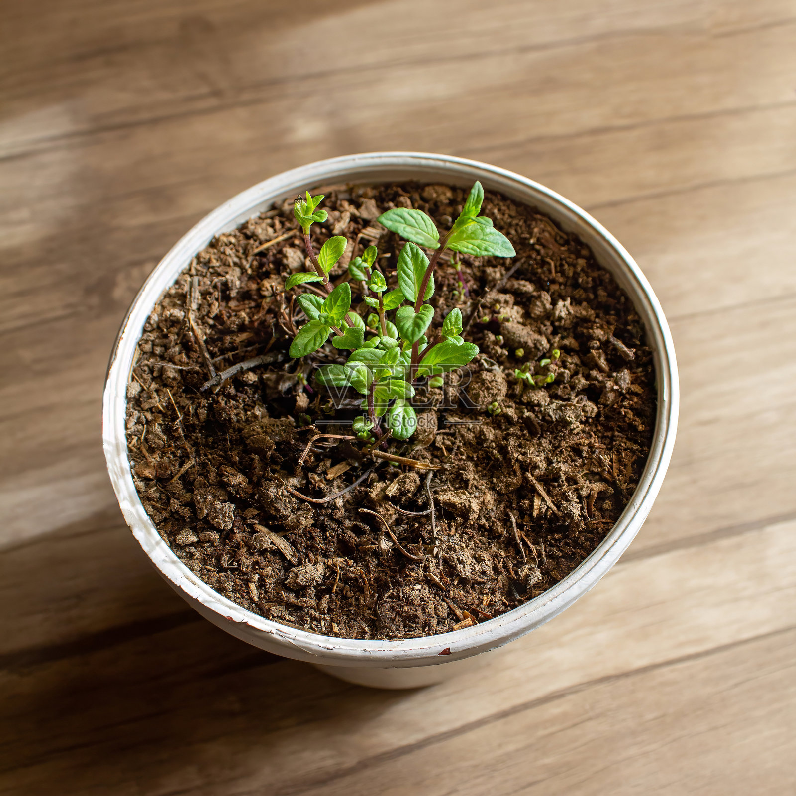 春季种植的盆栽薄荷观赏植物照片摄影图片