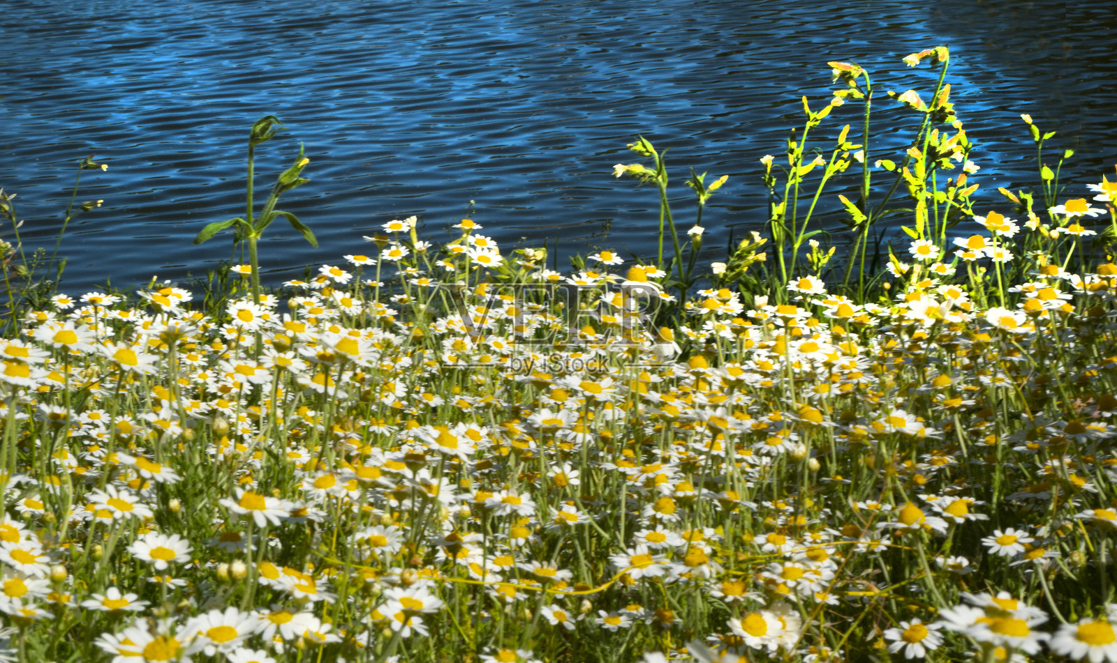 湖岸边的药用洋甘菊，拉丁学名：Matricaria chamomilla L.照片摄影图片