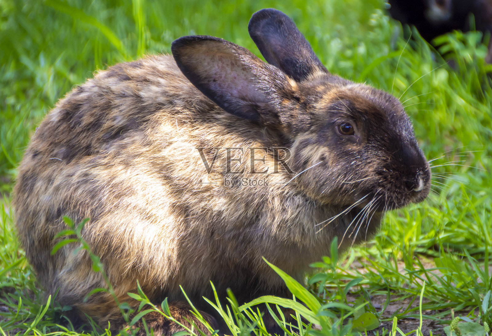 一只可爱的小兔子坐在草地上。灰棕色的兔子在绿色背景下。夏日的日子。照片摄影图片