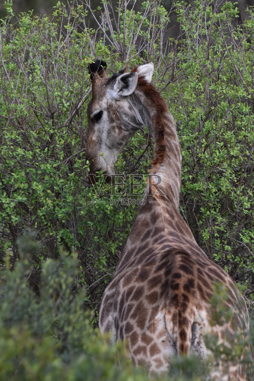 一只长颈鹿在树间，背面视角，位于斯威士兰的哈莱恩皇家公园。照片摄影图片