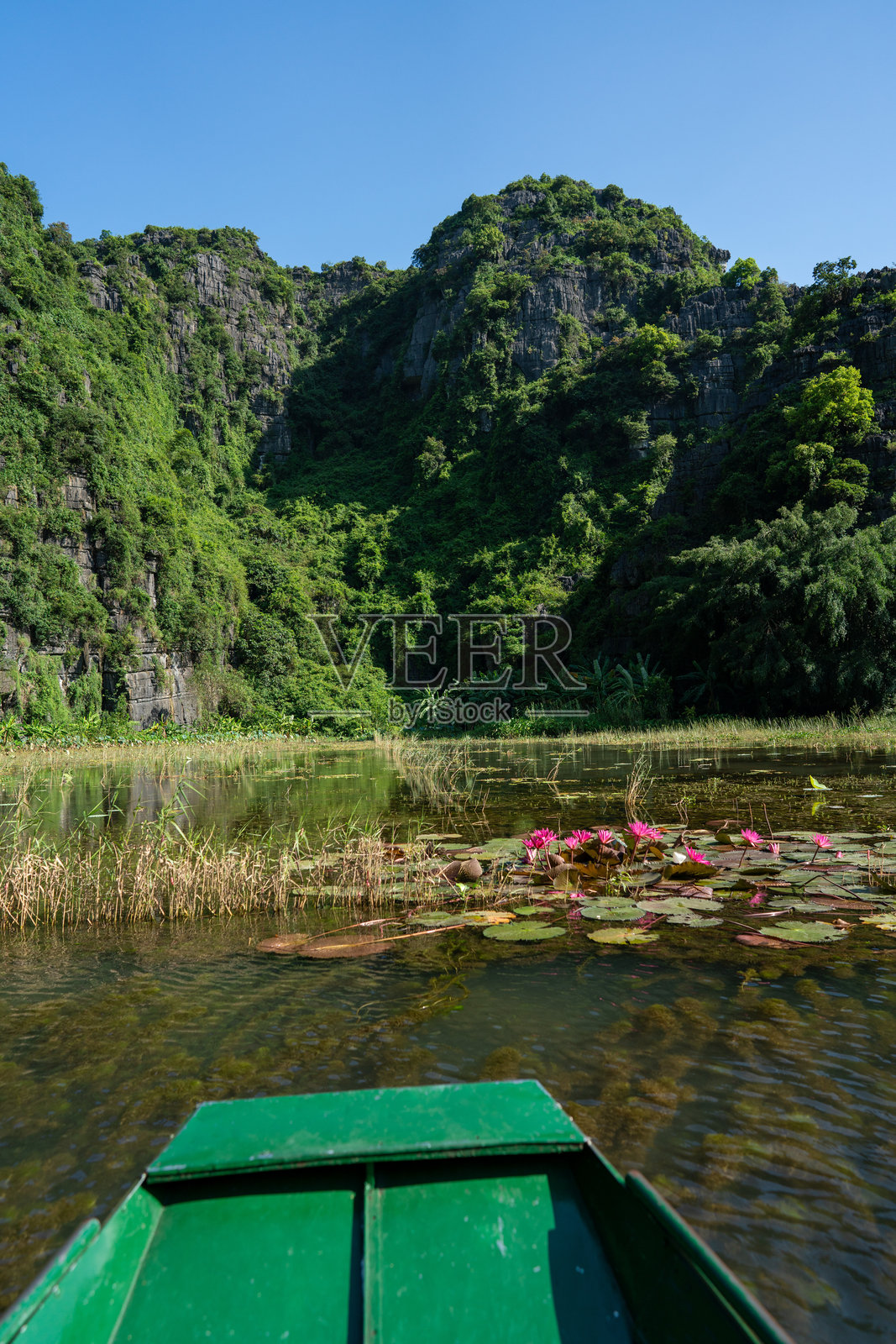 越南塔姆科克稻田中的莲花照片摄影图片
