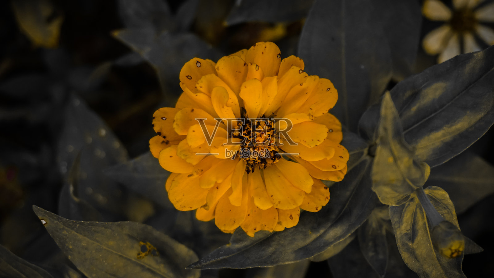 花园中的鲜艳黄色花朵照片摄影图片