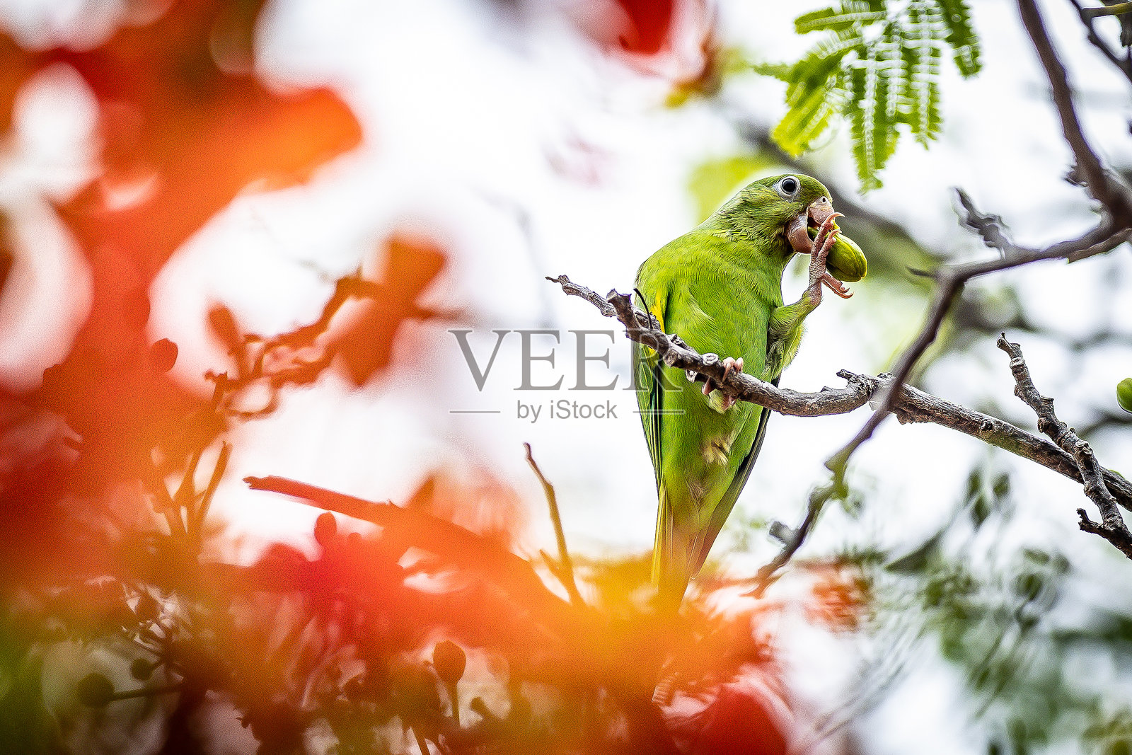 鹦鹉照片摄影图片