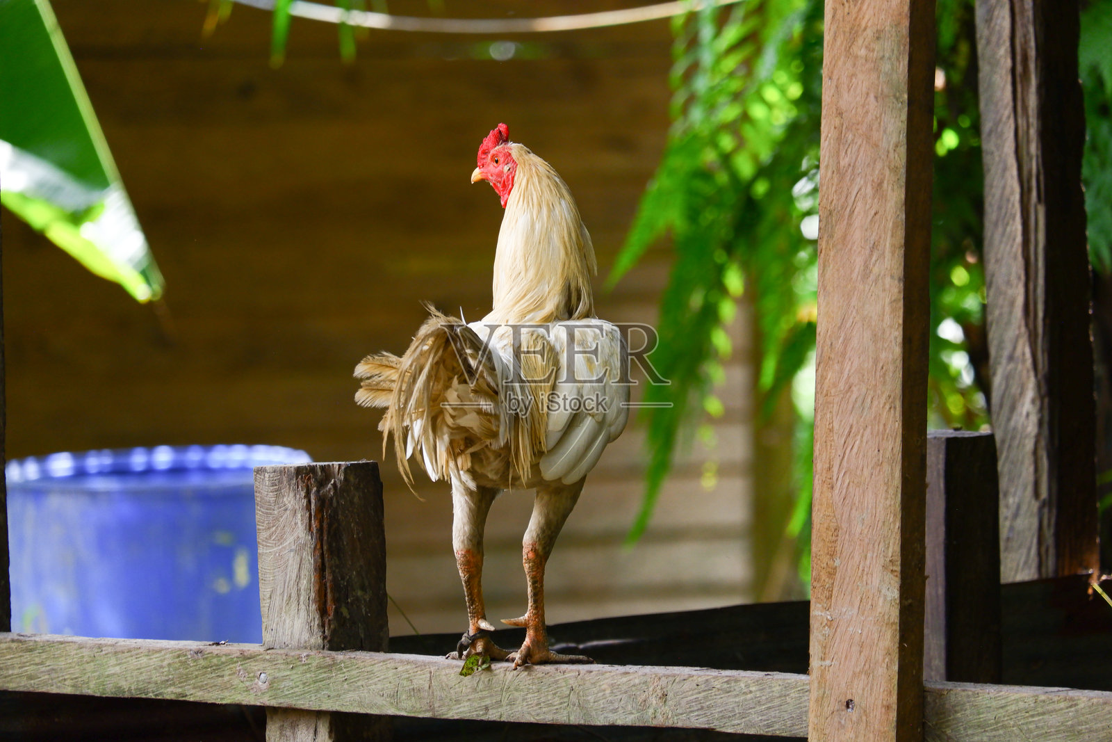 一只公鸡栖息在木头上照片摄影图片
