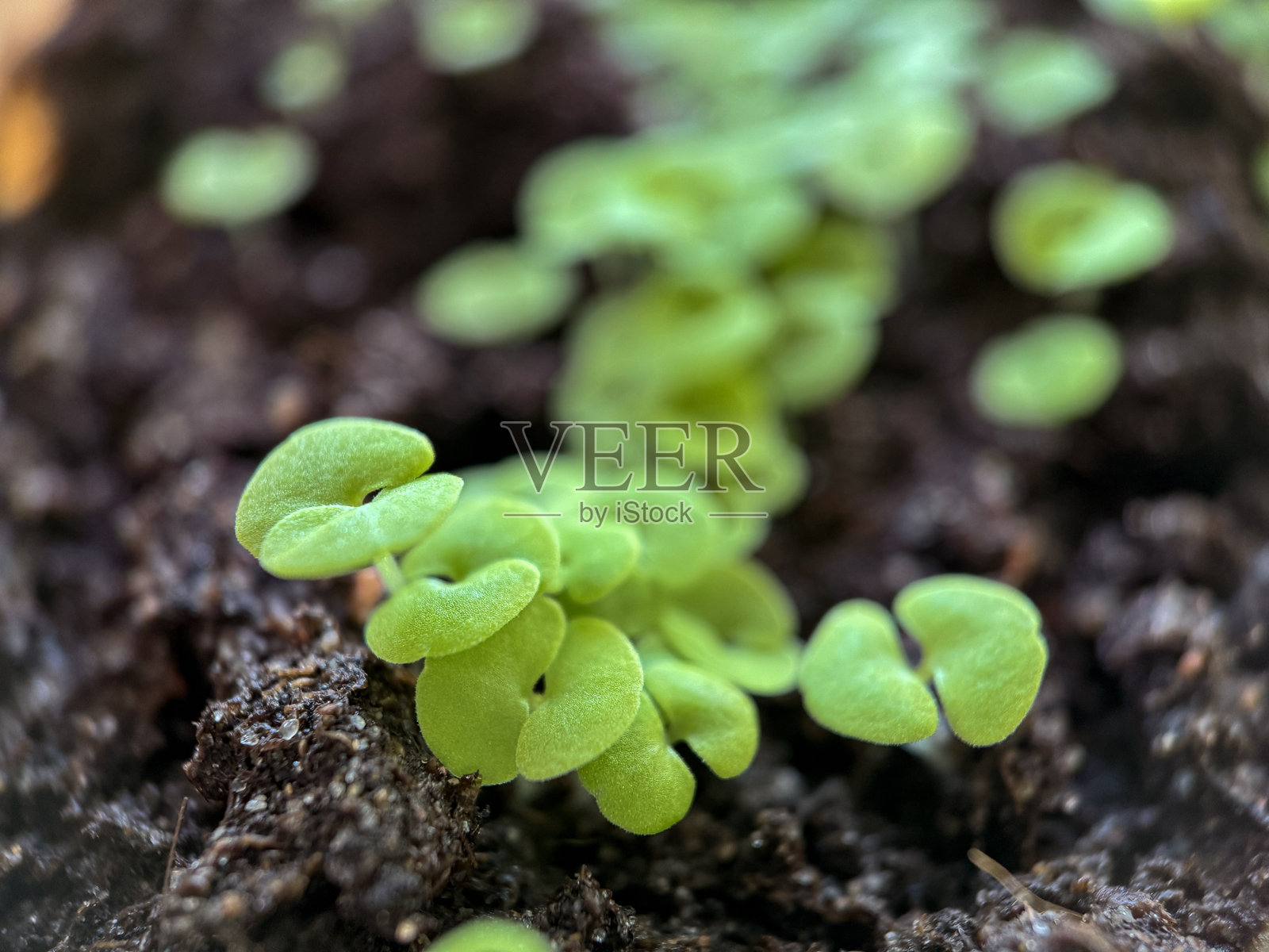 幼苗照片摄影图片