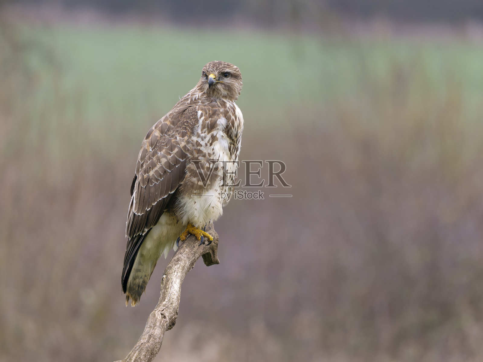 普通 buzzard，Buteo buteo照片摄影图片