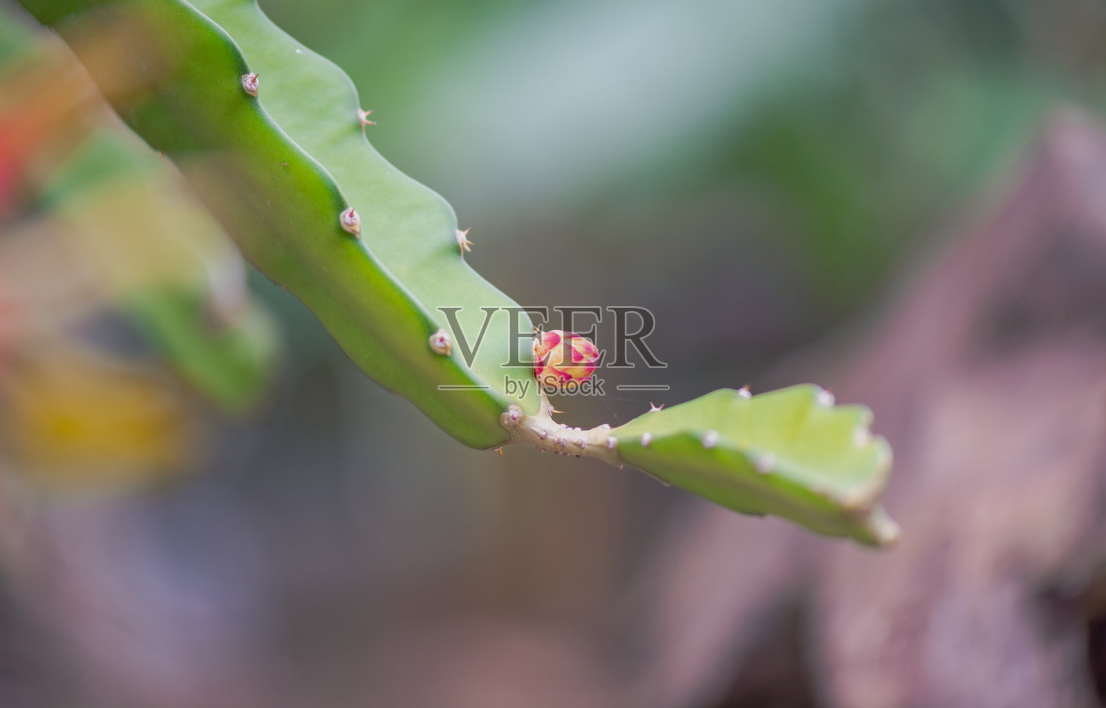 火龙果照片摄影图片