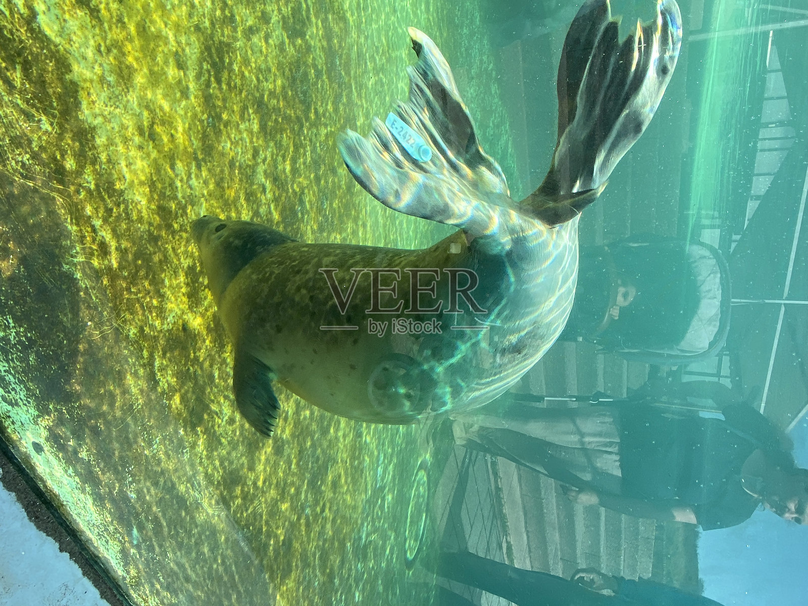 海豹照片摄影图片