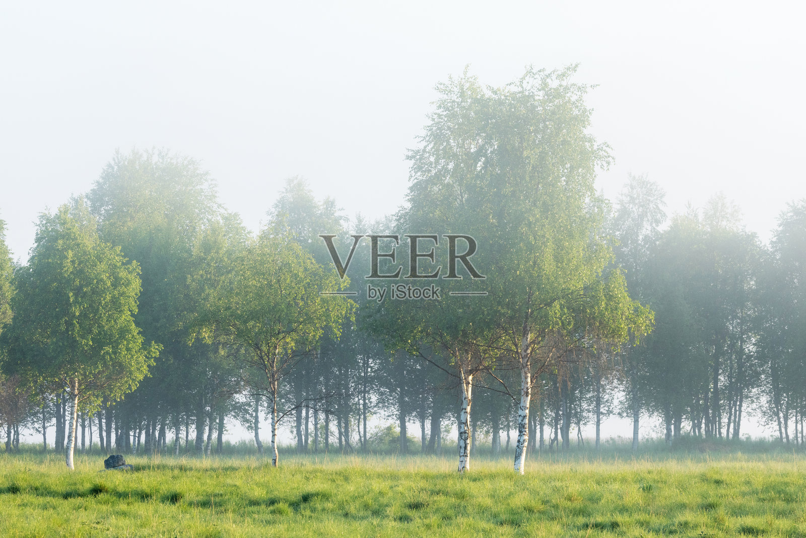 芬兰萨拉附近的绿草地上，郁郁葱葱的白桦树在清晨的薄雾中显得格外迷人。照片摄影图片