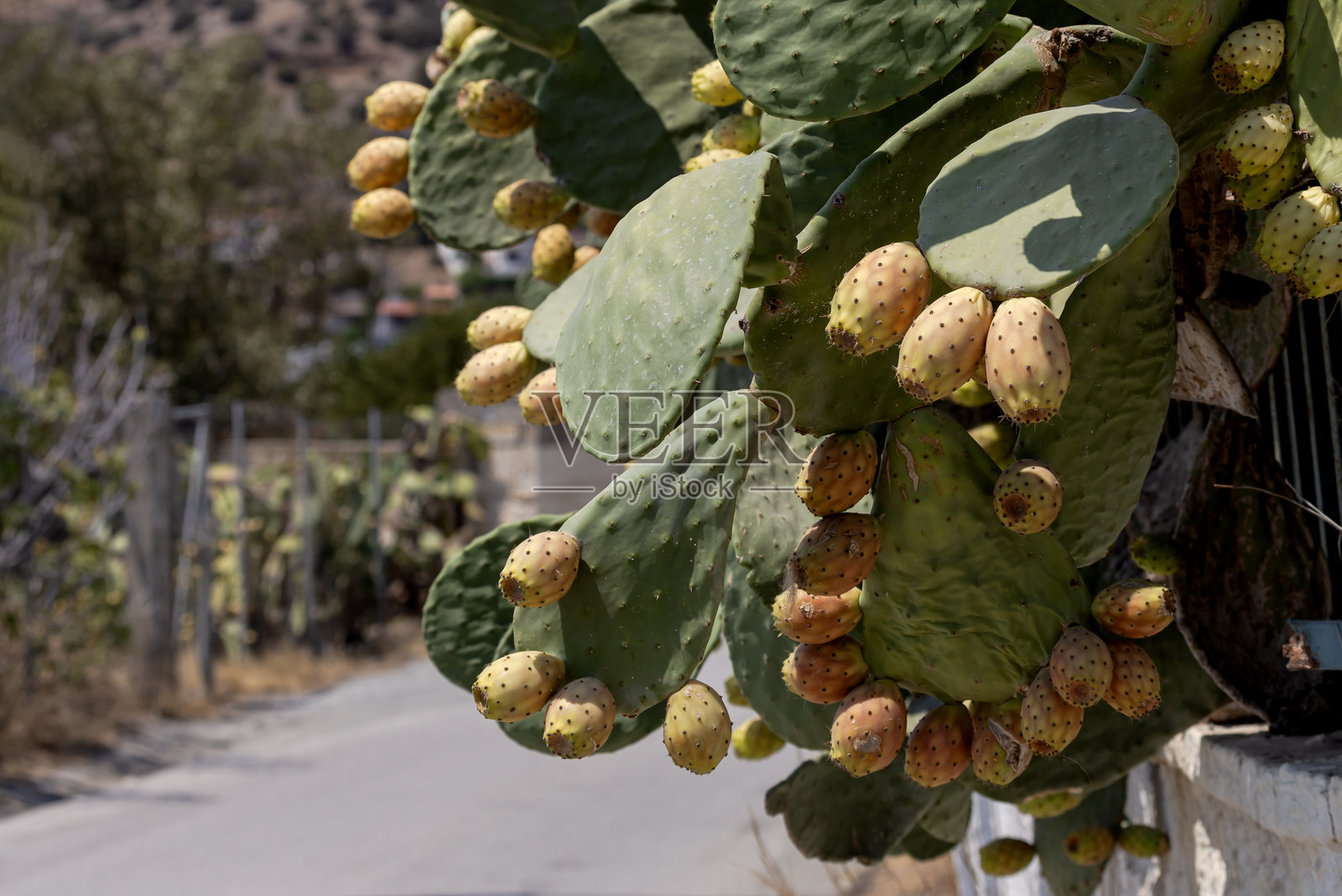 可食用仙人掌果 - 近距离观察刺梨（Opuntia）照片摄影图片