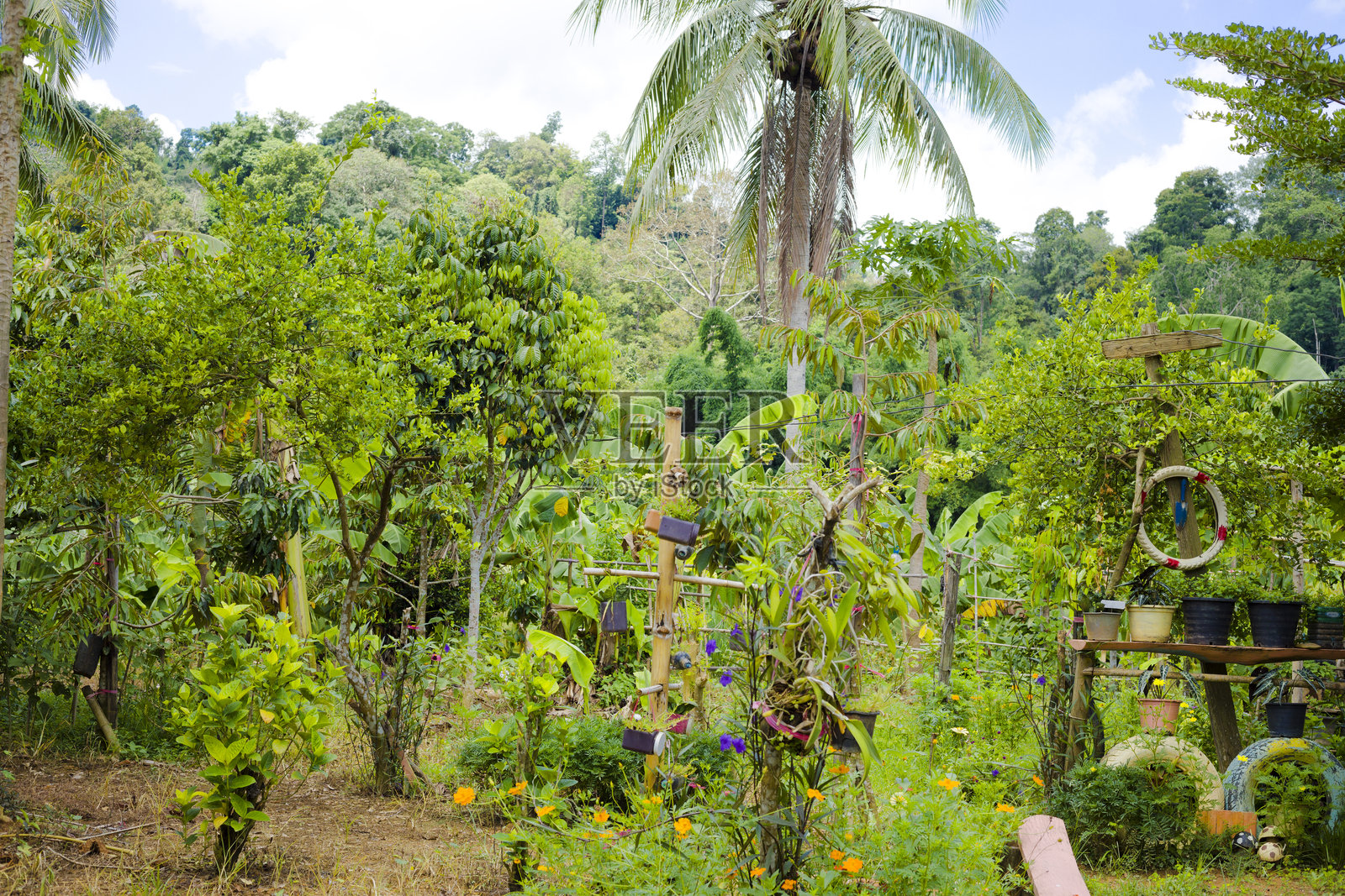 小乡村泰国咖啡店的本地水果花园照片摄影图片