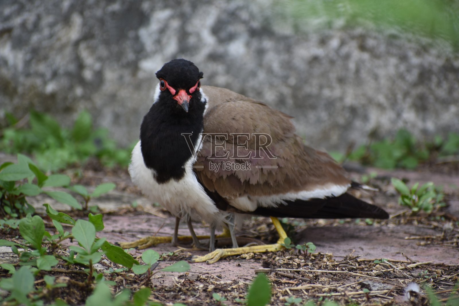 红脚鹬是一种亚洲鹬或大型鸻鸟，属于鸻科。与其他鹬类一样，它们是不能栖息的地面鸟类。照片摄影图片