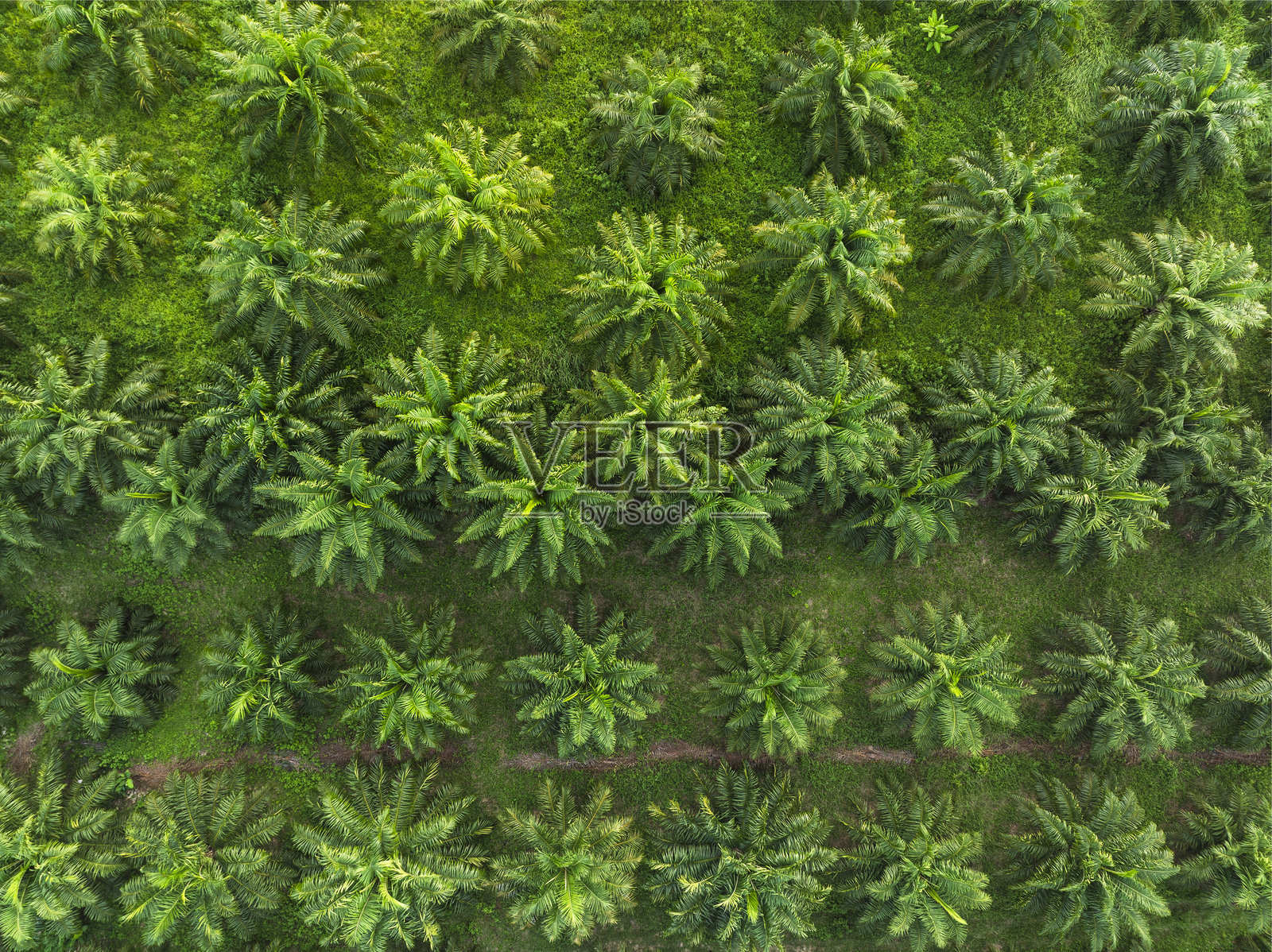 自然场景的鸟瞰图，无人机在棕榈油公园生态能源工业上空飞行，展现出森林的图案。照片摄影图片