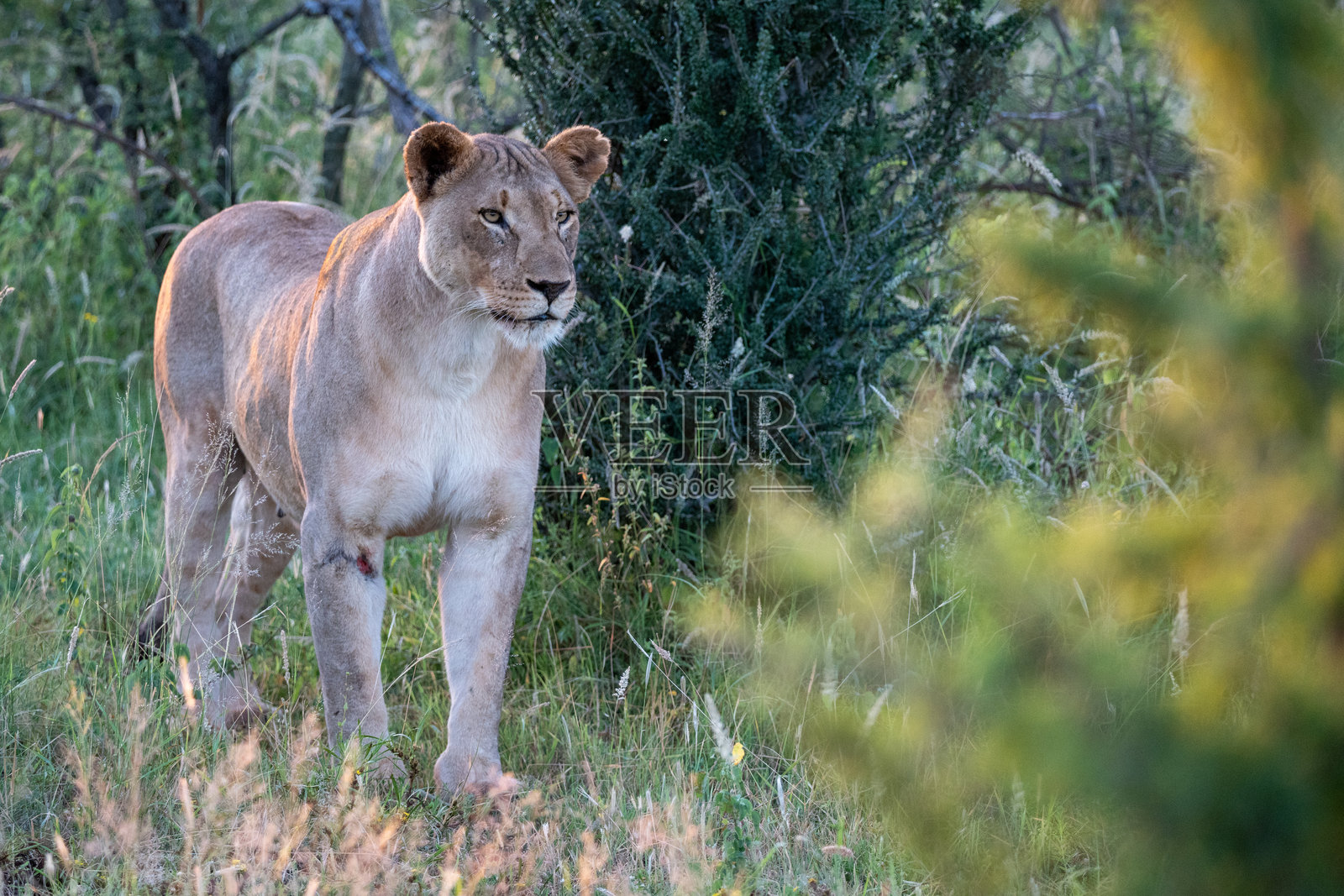 一只威严的母狮优雅地走过美丽黄昏时分的生机勃勃的草原照片摄影图片