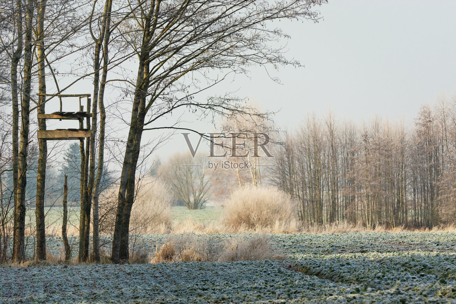 在波兰东部扎尔泽切，一个朦胧阳光的十二月日子里，树木、灌木和田野。照片摄影图片